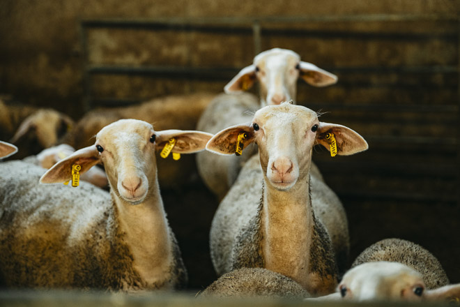 Plemeno ovcí Dorper, Dorper Asociace