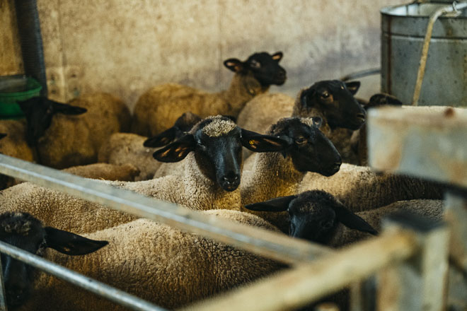 Plemeno Dorper, pro které je připravena Plemenná kniha