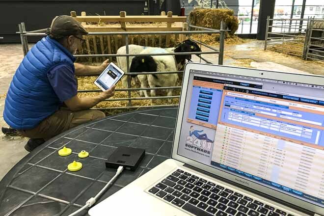 Ovečky plemene Dorper a efektivnější chov díky Plemenné knize